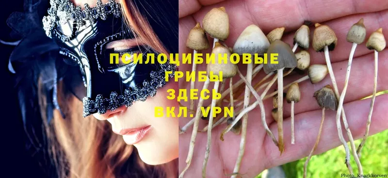 Псилоцибиновые грибы Psilocybine cubensis  Владикавказ 